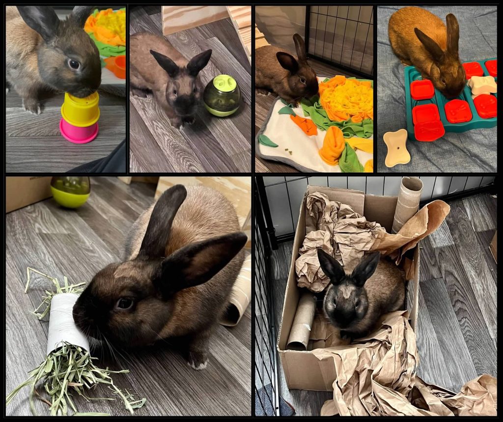 Rabbit best sale enrichment ideas