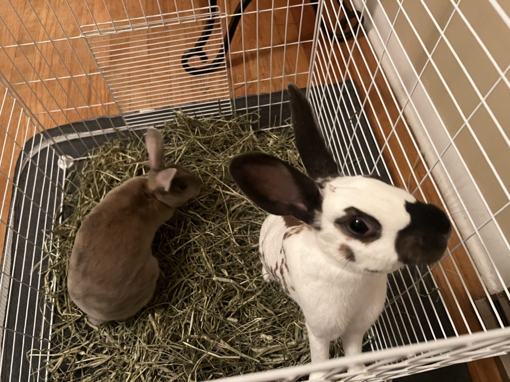 Bonding Rabbits – Oscar's Rabbit Rescue, Inc.