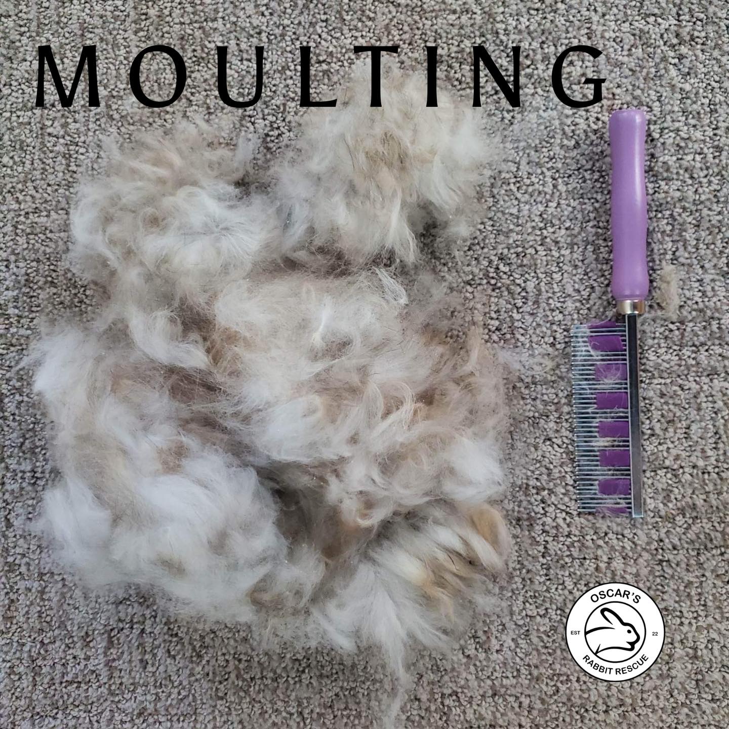 Molting & Brushing Oscar's Rabbit Rescue, Inc.