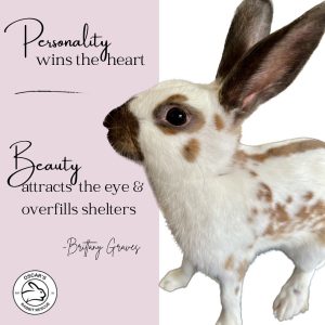 Bringing Home a Pet Rabbit~ – Oscar's Rabbit Rescue, Inc.